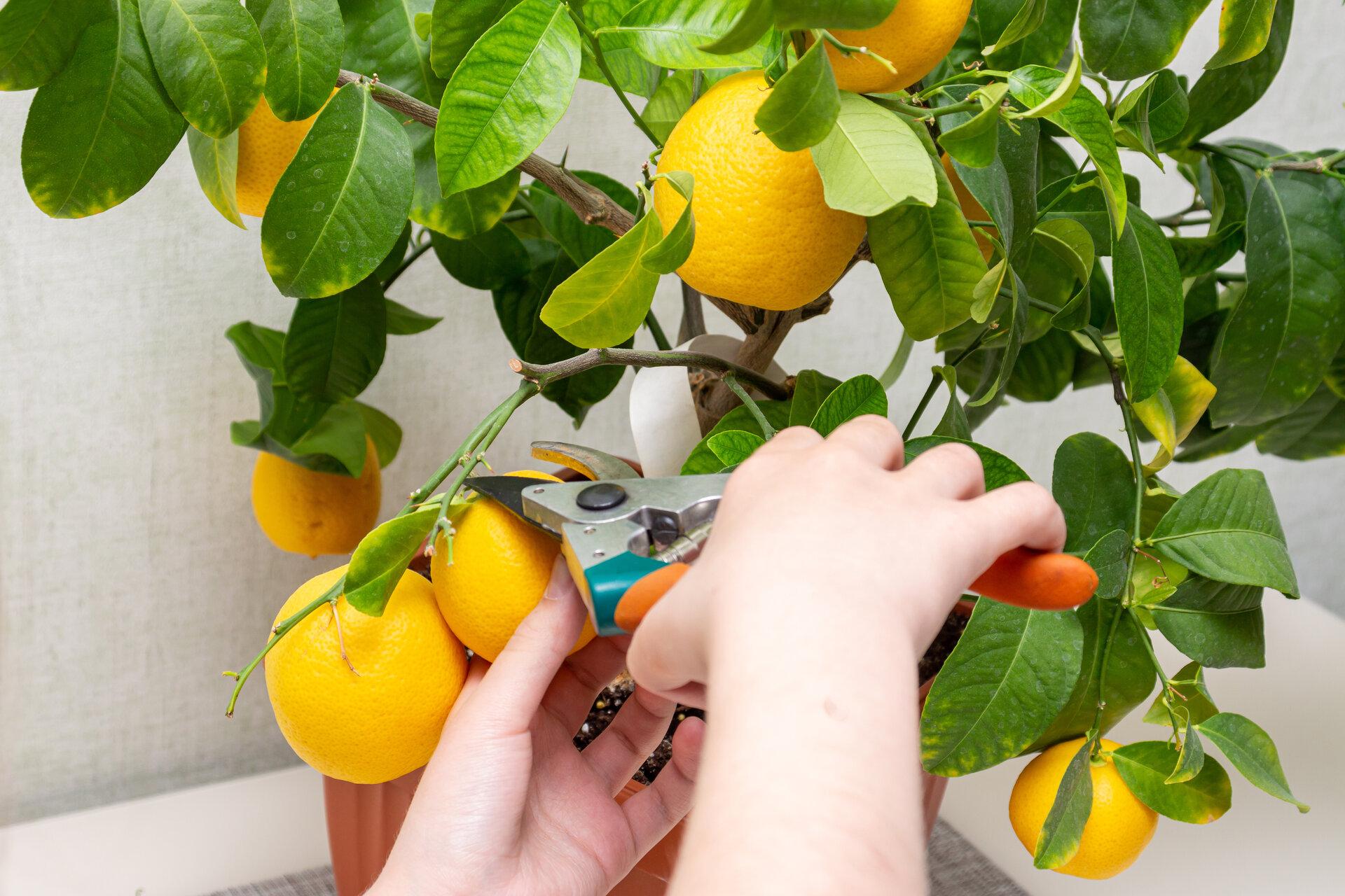Nahaufnahme weiblicher Hände, die im Innenbereich wachsende Zitronen mit Handschere ernten.