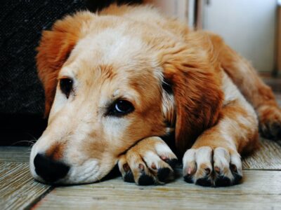 Oh Schreck: Mein Hund hat Kabel gefressen! Tipps und Gefahren